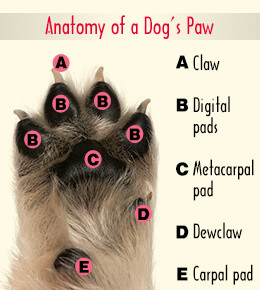 Decoding Paw Shapes: What Your Dog's Paws Reveal 🐾🔍 It is widely