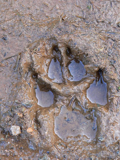 DOG AND CAT PAWS COMPARISON - DIFFERENCE & SIMILARITY, DOG & CAT PRINTS TRACKS, PAWS & STEPS IDENTIFICATION, DIFFERENCE - HOW TO DISTINGUISH CAT TRACKS and STEPS?