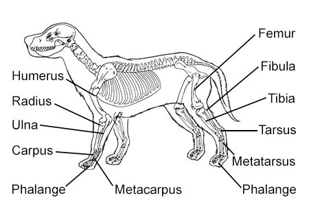 Dog Body Parts Diagram / 9 4h Ideas Dog Anatomy Dogs Dog Projects