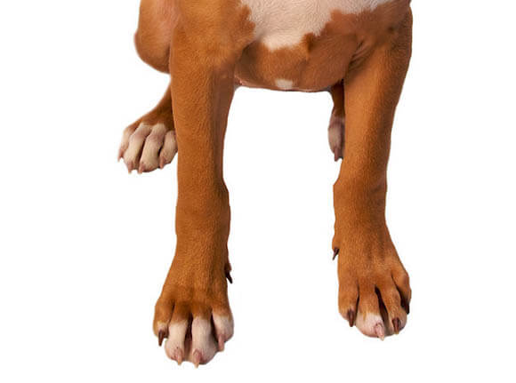 30 AMAZING facts about Dog's Paws √ Anatomy, Shape, Size & Structure