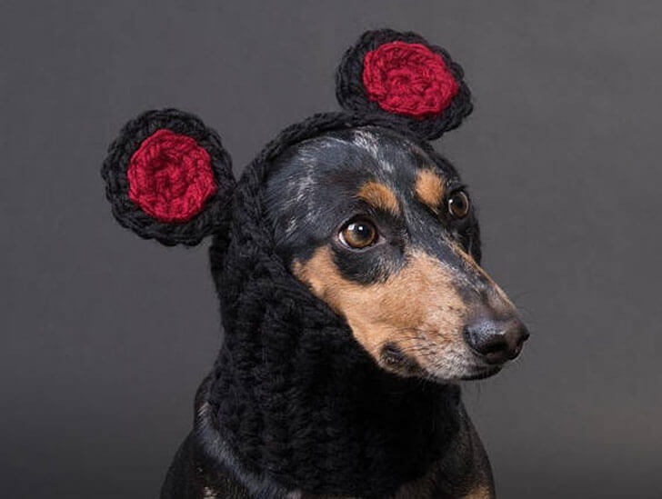 BUY ONLINE BEST DOG HAT, CAP, VISOR at WWW.ETSY.COM
