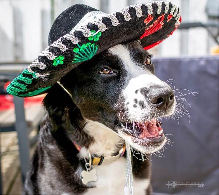 27 Funny Dogs in Hats, Caps & Visors √ Photos & Videos. Homemade DIY Party  Hats for Dogs