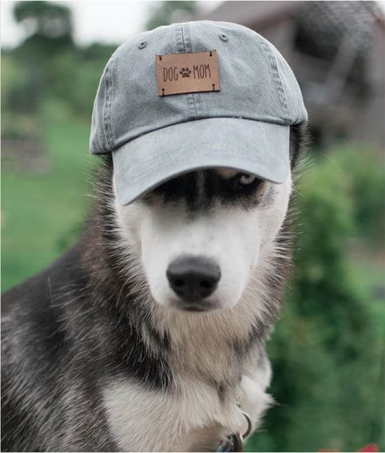 27 Funny Dogs Wearing Hats, Caps & Visors √ Photos & Videos. Homemade