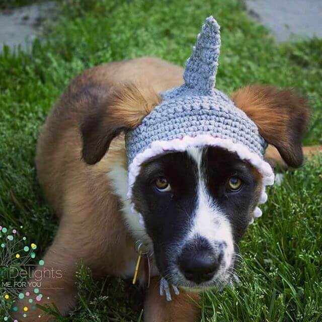 27 Funny Dogs Wearing Hats, Caps & Visors √ Photos & Videos. Homemade