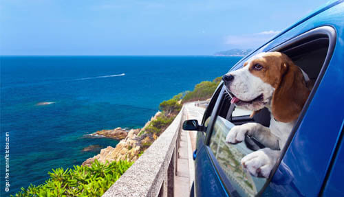 TRAVELING WITH YOUR DOG HACKS TIPS, GUIDE, MANUAL, INSTRUCTIONS