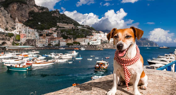 DOG TRAVEL OR MOVE ABROAD