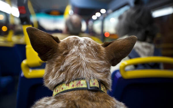 DOG TRAVEL GUIDE