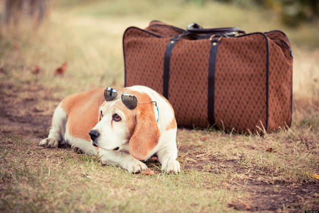 TRAVELING WITH YOUR DOG