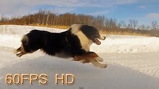 WATCH DOG & PUPPY VIDEO !!!