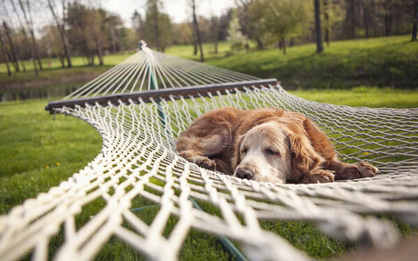 DOG-FRIENDLY PLACES: HOTELS, CAMPINGS, APPARTMENTS