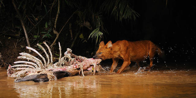 ASIATIC WILD INDIAN DOGS - DHOLES