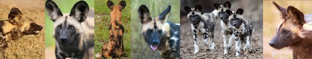 AFRICAN WILD DOGS IMPACTS: AGRICULTURAL, NATURAL