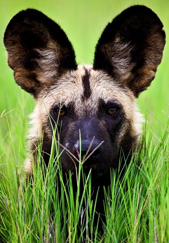 AFRICAN WILD DOGS & PUPPIES FACTS, INFORMATION, Pictures, Photo, Video, Size