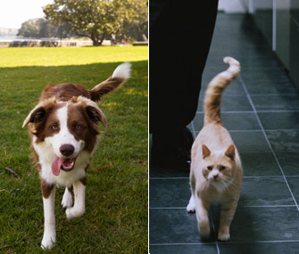 DOG vs CAT BODY LANGUAGE, COMMUNICATION SIGNS - COMPARISON, SIMILARITY & DIFFERENCE
