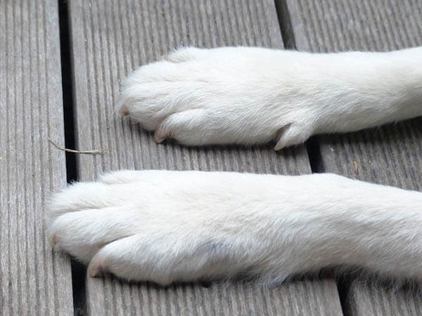 Decoding Paw Shapes: What Your Dog's Paws Reveal 🐾🔍 It is widely