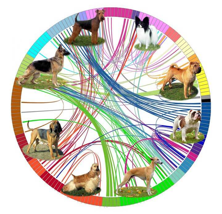 Dog Breeds Evolution & Domestication Chart