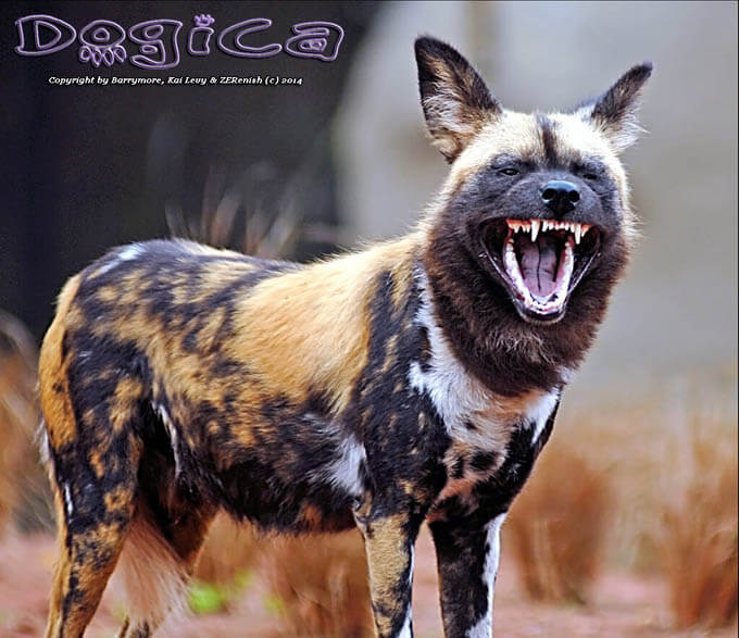 WILD DOGS & PUPPIES HISTORY, ORIGINS, Infographic, Infogram, Pictures, Photo, Video, Size