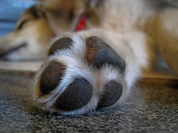 DOG PAWS MAINTAINANCE, CARE, HEALTH TIPS & INFORMATION