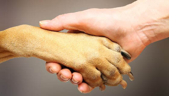 HOW TO CLEAN WASH DOG & PUPPY PAWS - MAINTAINANCE, CARE, HEALTH - TIPS & INFORMATION
