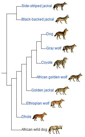 AFRICAN WILD DOGS EVOLUTION - HISTORY AND ORIGINS