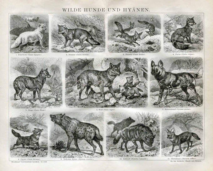 ANCIENT WILD DOGS