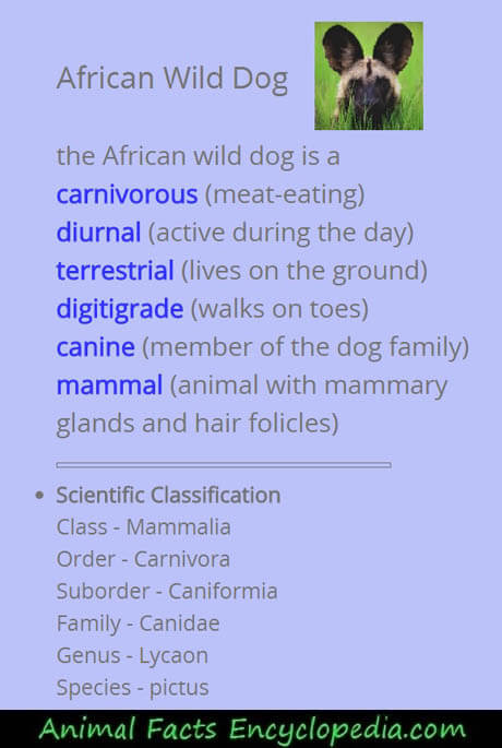 AFRICAN WILD DOG AND WOLF, DOG & WOLF, EVOLUTION, DOMESTICATION