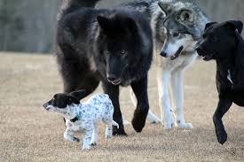 WOLVES & WOLF-DOGS AS PETS, PET DOG vs WOLF