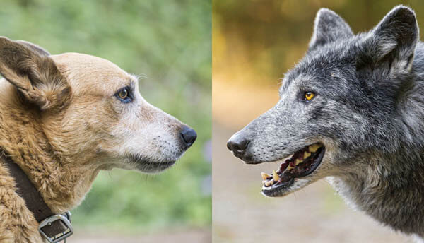 RISK-TAKING COMPARISON IN DOGS & WOLFS