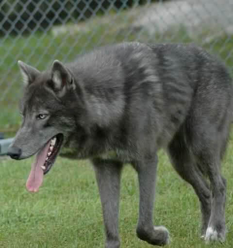 how to train a hybrid wolf dog
