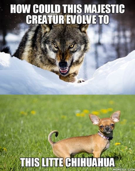DOG AND WOLF, DOG & WOLF, DOG vs WOLF