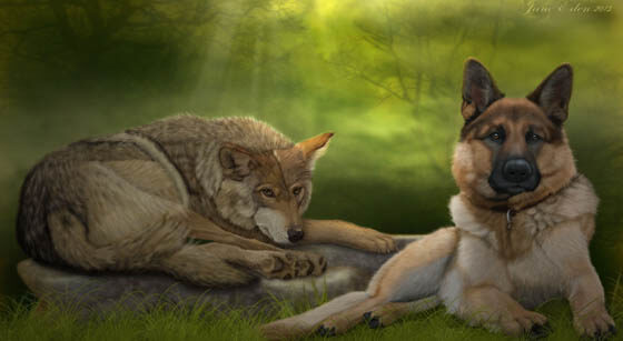 WOLVES & WOLF-DOGS AS PETS