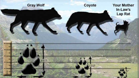 DOG vs WOLF PAWS & STEPS DIFFERENCE