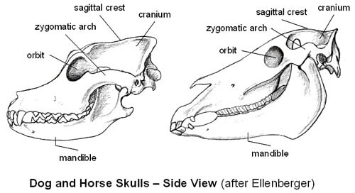 DOG AND HORSE, DOG VS HORSE ANATOMY - DIFFERENCES & SIMILARITIES