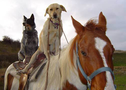 DOG AND HORSE FRIENDSHIP, DOG VS HORSE - BEST FRIENDS