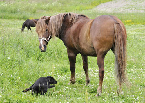 DOG & HORSE LAWS