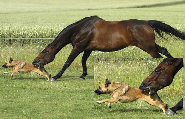 HOW TO CHOOSE A BEST DOG FOR HERDING, WORKING, RIDING ON HORSE