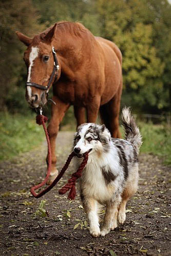 HOW TO INTRODUCE A DOG TO HORSE - DOG AND HORSE FRIENDSHIP