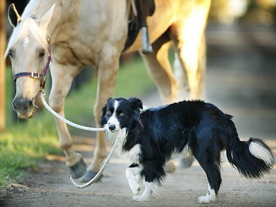 DOG AND HORSE FRIENDSHIP, DOG VS HORSE - BEST FRIENDS