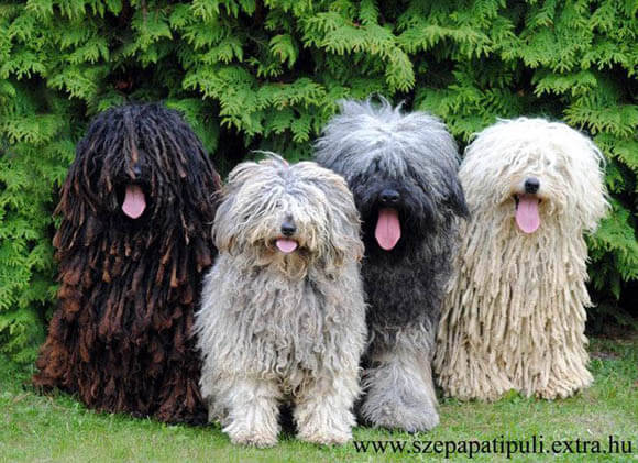 CHECK THE 1000 BEST PHOTOS & PICTURES OF OLD ENGLISH SHEEPDOGS at WWW.PINTEREST.COM