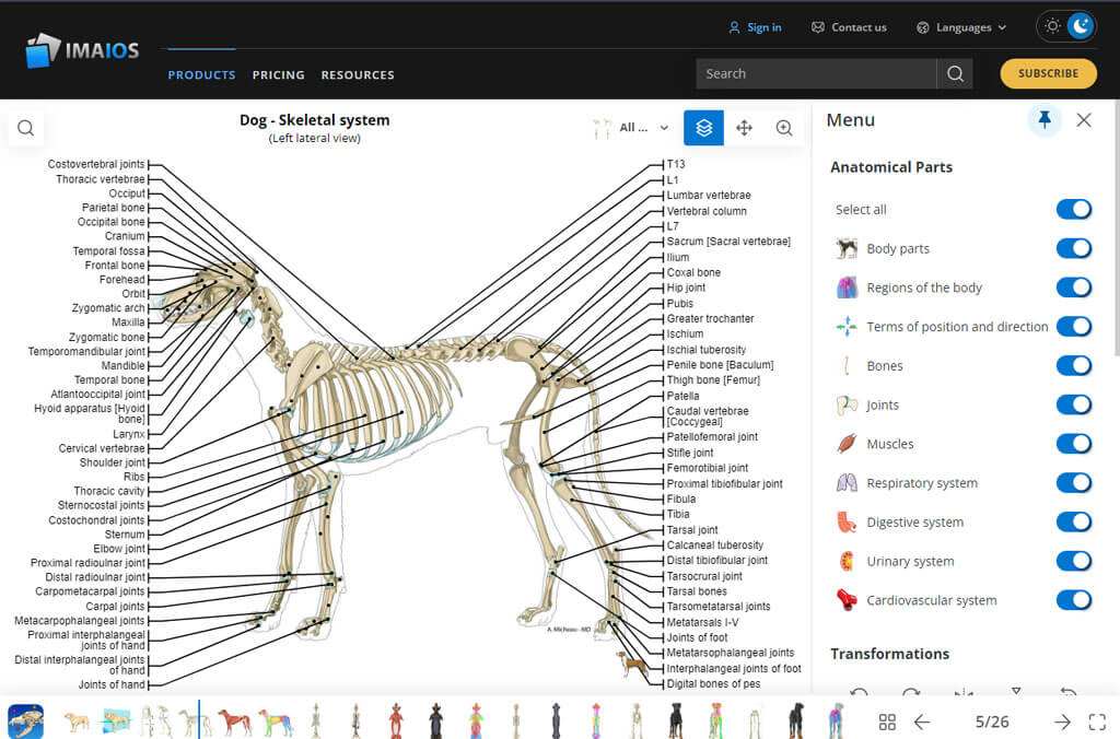 INTERACTIVE 3D CANINE ANATOMY ONLINE