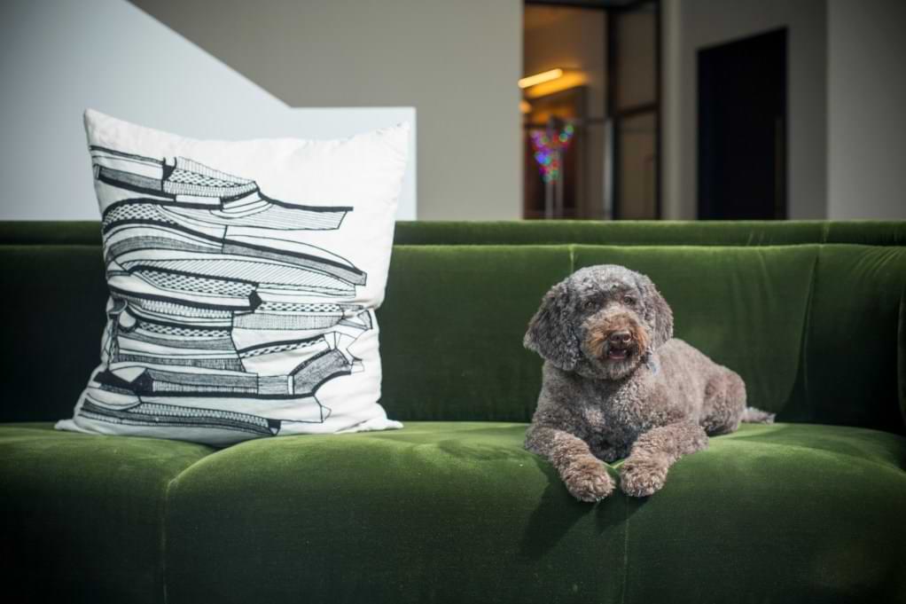 DOG TEMPERAMENT