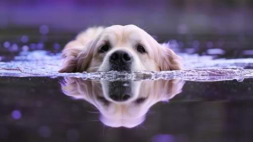 Labrador Retriever temperament
