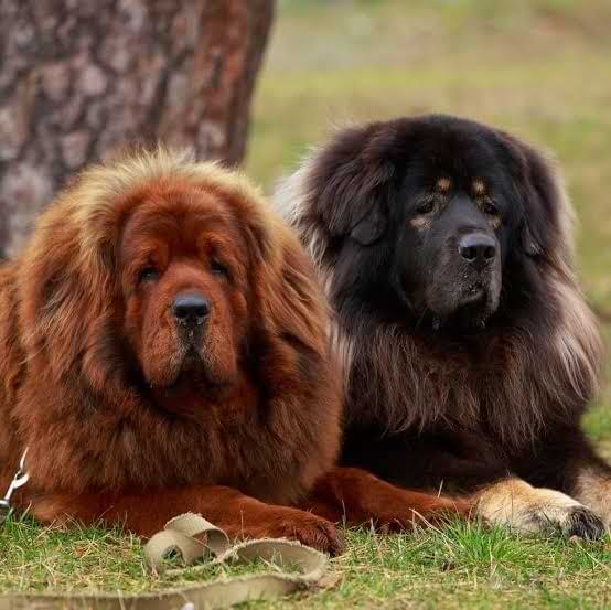 DOG TEMPERAMENT by BREED