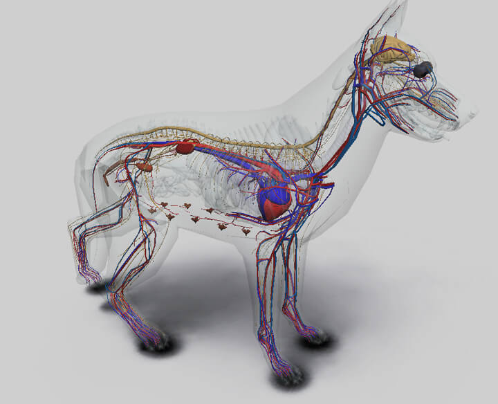 DOG NERVES ANATOMY