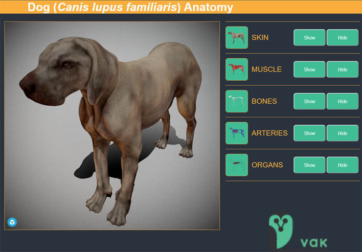 INTERACTIVE 3D DOG ANATOMY ONLINE ATLAS