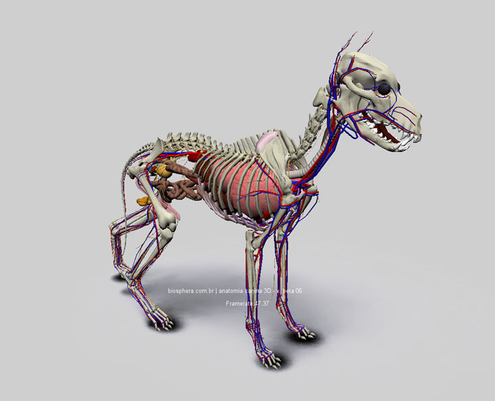 DOG ANATOMY