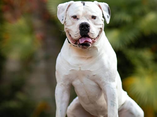 American Bulldog temperament