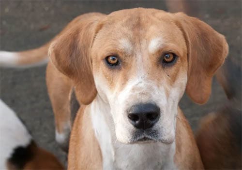 English Foxhound temperament