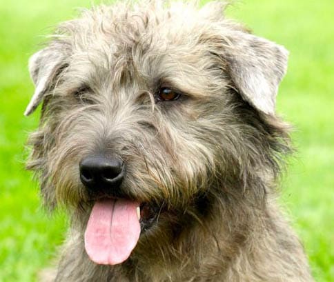 Glen of IMAAL Terrier temperament