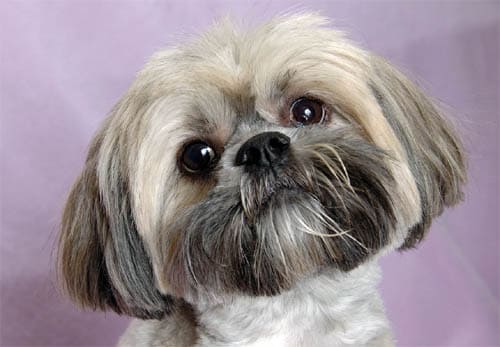 Lhasa Apso temperament